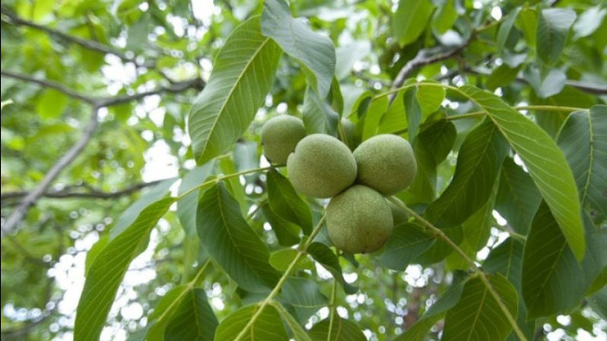 Rüyada Ceviz Ağacı Görmek: Doğanın Sırlarını Kucaklamak