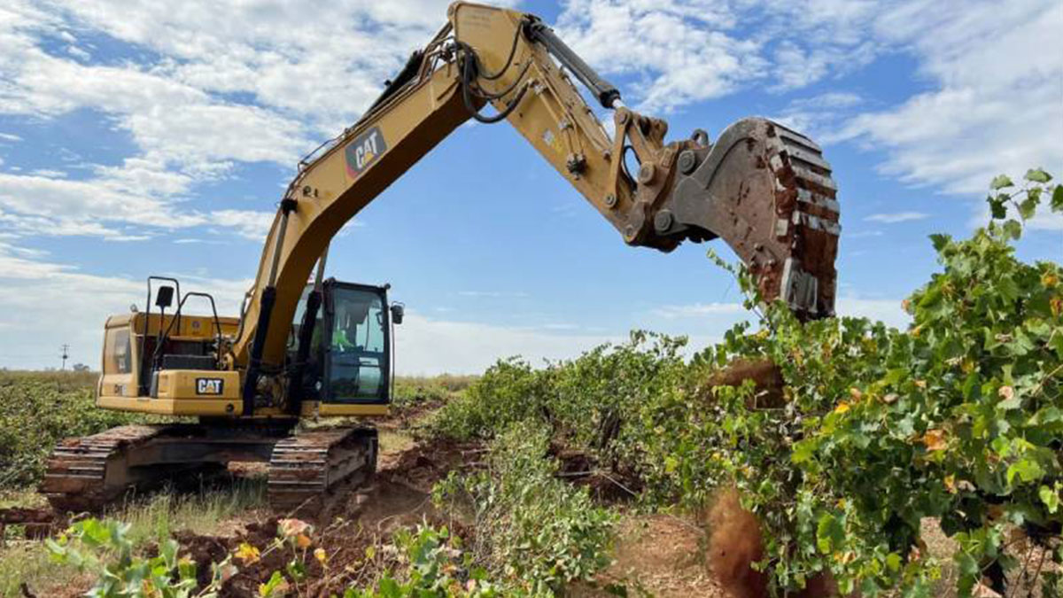 Milyonlarca üzüm asmasının sökülmesine karar verildi! Bir dönem sona eriyor, üreticiler üzgün