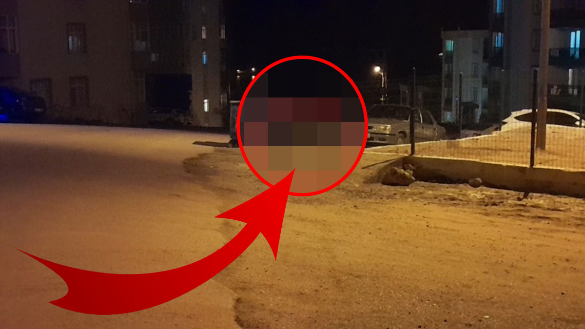 Kent merkezinde artık fütursuzca dolaşıyorlar! Mahalle sakinleri, 'Şu çakallara bak pes' diyerek şaştı kaldı