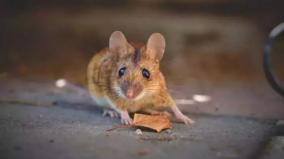 Rüyada Evde Fare Görmek: Bilinçaltının Yansımaları