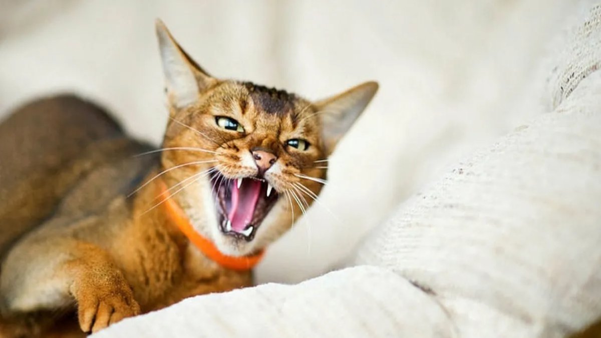 Rüyada Evde Kedi Görmek: Anlam ve Yorumlar