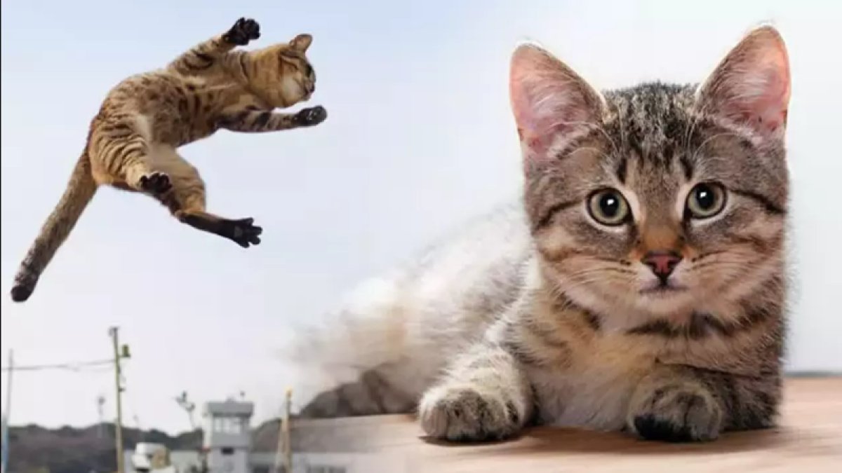 Rüyada Kedi Saldırması: Korku ve Endişe