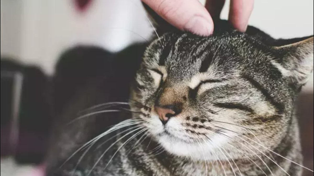 Rüyada Kedi Sevmek: Türk Kültüründe Kedi Rüyalarının Anlamı