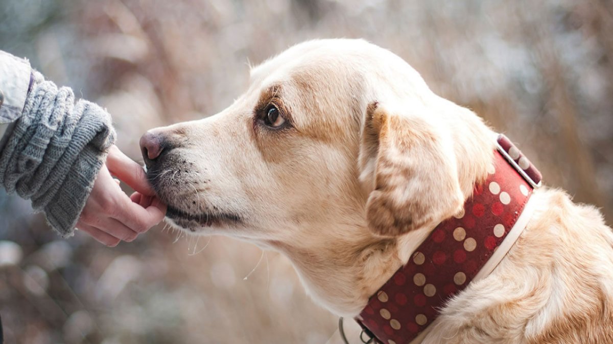 Rüyada Köpek Sevmek: Anlamı ve Yorumları