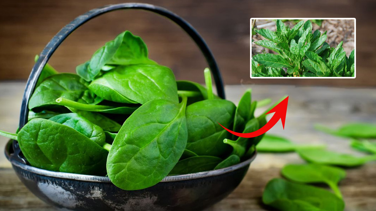 Herkes internette bu otu aratıyor! Bağırsakları yumuşatıyor, sütü artırıyor, ıspanak yerine bol bol bunu tüketin