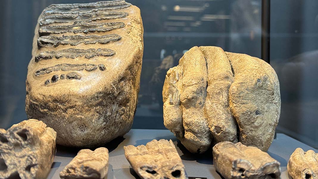 Tesadüfen bulunan mamut fosilleri Samsun'da