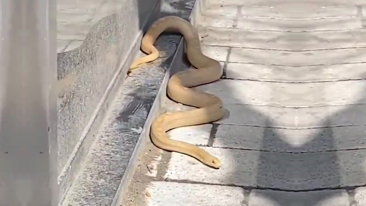O ilçede karşınıza çıkabilir: Dev yılan etrafa korku salıyor! Yılanın sahibinin açıklaması şoke etti