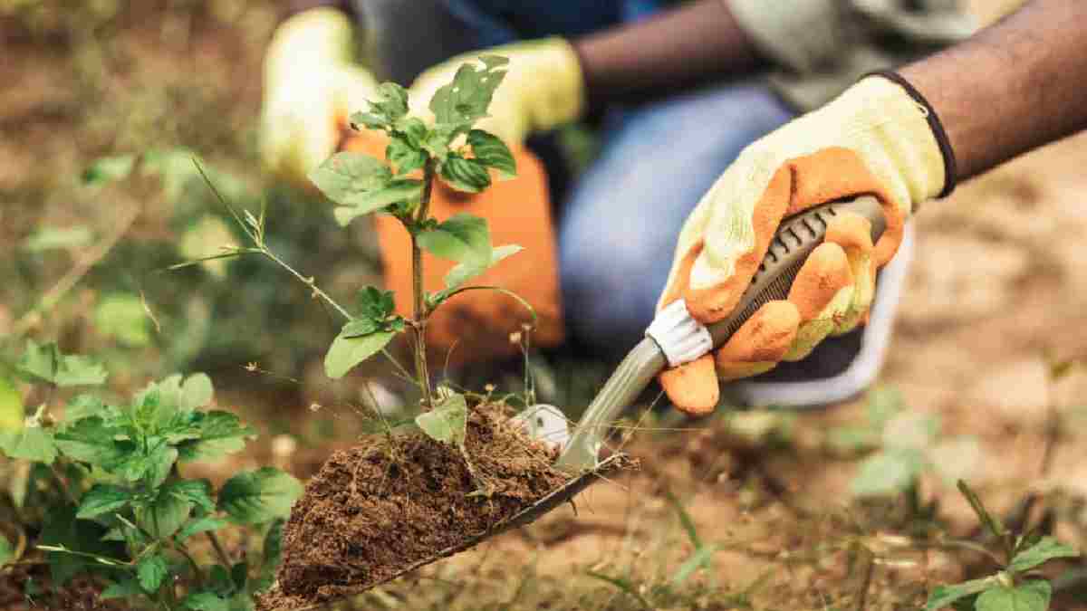 Nisan ayında hangi sebze ve meyveler dikilir? Şimdi eken verimini çok alıyor, saksıda bile yetişiyor