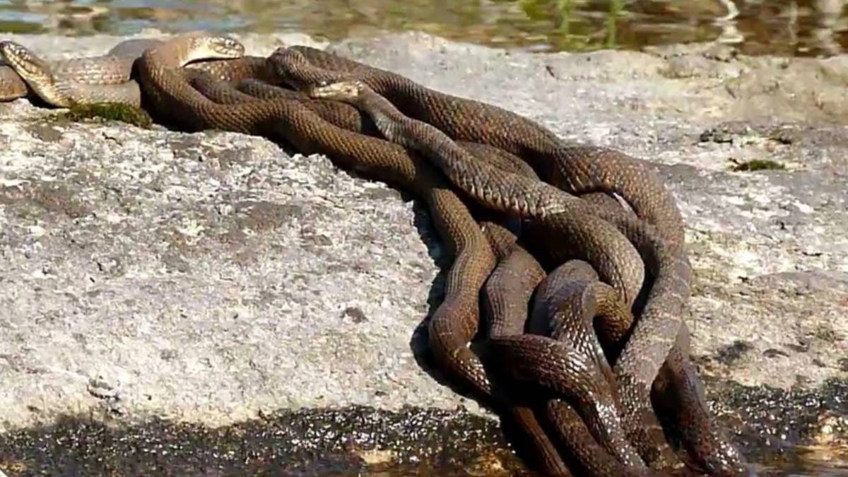 Türkiye'yi istila eden canavardan korkutucu haber geldi! Akciğerlerine saldırı başladı. Tek tek delip giriyorlar