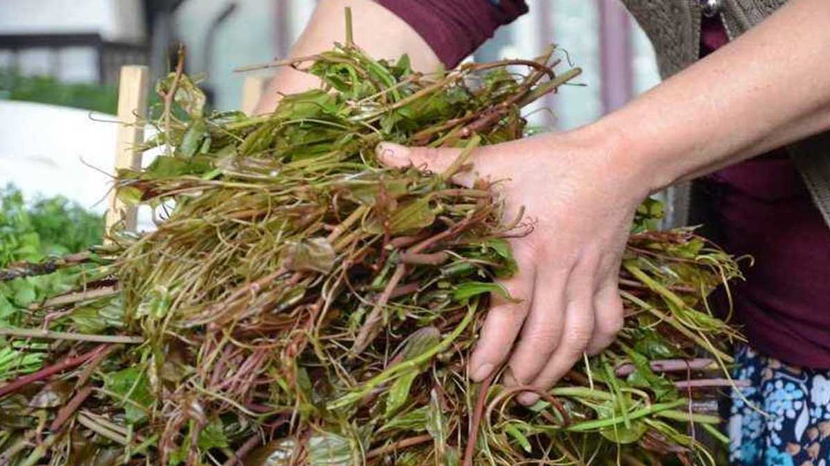 20 metre boyunda büyüyor, dikenleri korku değil şifa dağıtıyor! Türkiye'de kendiliğinden yetişiyor