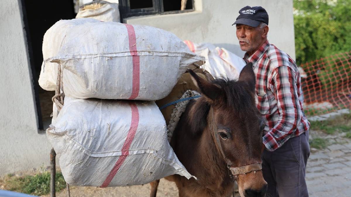 Ne akaryakıt derdi var ne kasko! At ve katırlara talep patladı: Zamlardan bıkan vatandaşlar geleneksel yönteme dönüyor