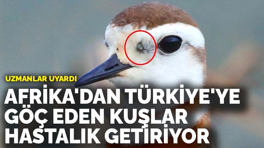 Uzmanlar uyardı Afrika'dan Türkiye'ye göç eden kuşlar hastalık getiriyor