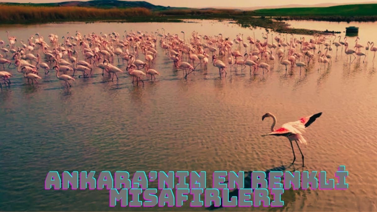 Ankara ya bahar misafirleriyle geldi Flamingolar Gölbaşı nın keyfini çıkardı