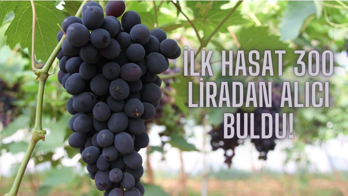 Mersin'de başladı, topraktan taştan bereket fışkırdı! Tarladan ilk hasat 300 TL'den alıcı buldu