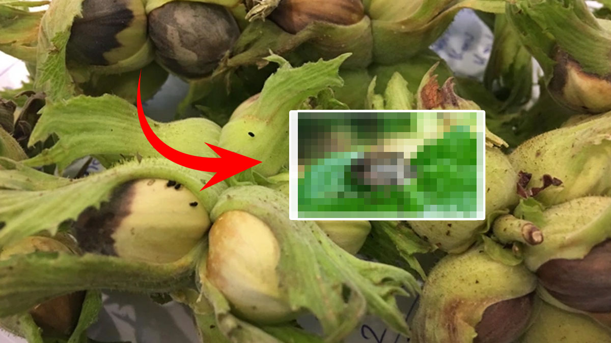 Karadeniz'de istila tam gaz sürüyor! Bölge halkından resmi yetkililere çağrı: Çok geç olmadan bizi kurtarın