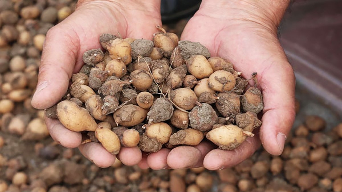 O illerimizde yetişiyor: 1 metrekareden 1,5 kilo çıkıyor, kilosu 2 bin TL'den satılıyor!