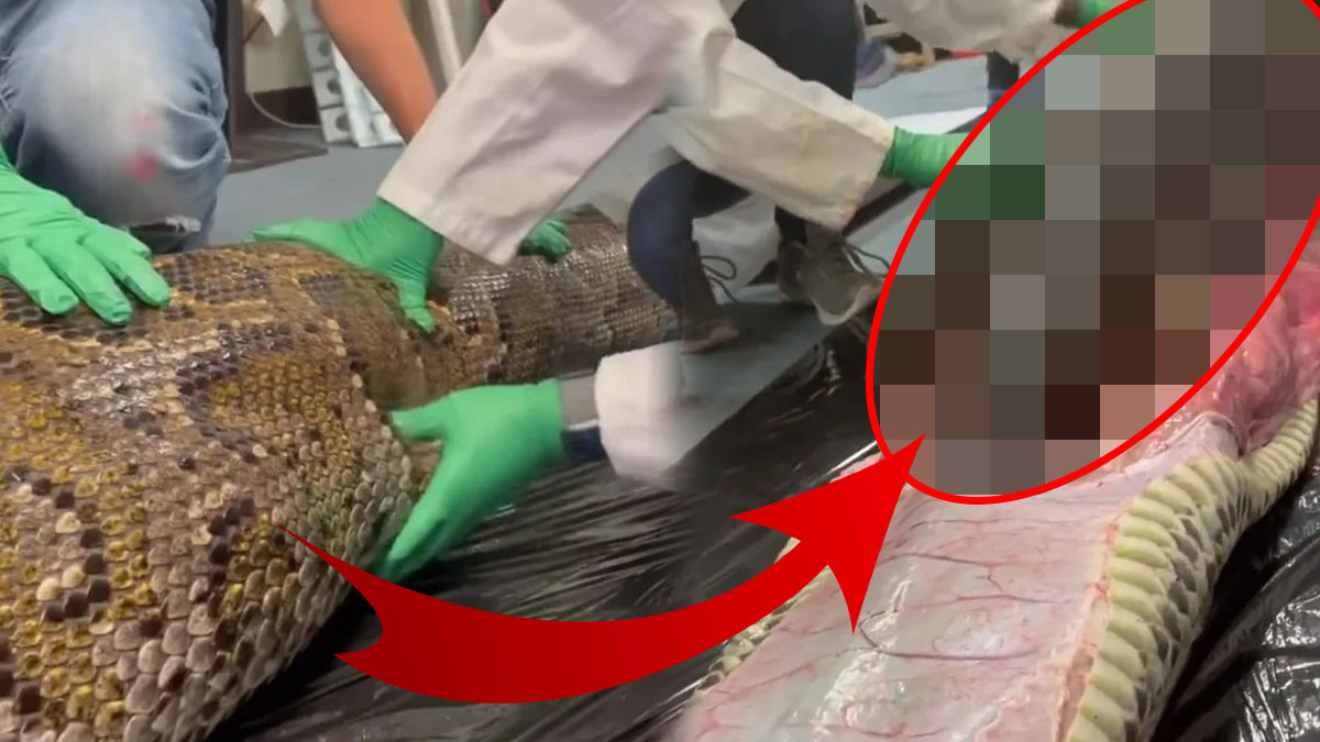 Piton yılanının yediği hayvan, görenleri şoke etti! Bunu da yemezsin artık...