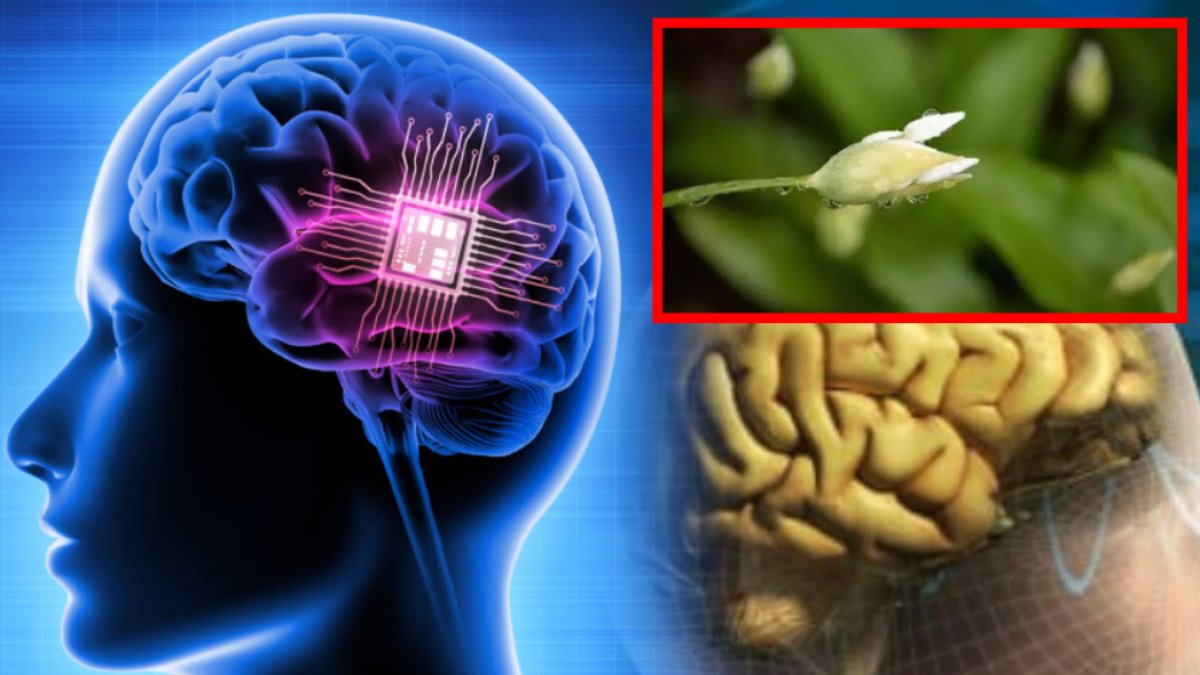 Türkiye'de bolca var ama kimse faydasını bilmiyor! Rusların favorisi: Hafızayı zehir gibi yapıyor