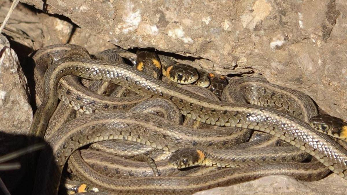 Burası Brezilya Yılan Adası değil Türkiye! Her yerden fırlamaya başladılar, uzmanlar uyardı: O ilimizde istila başladı