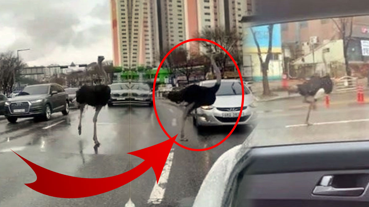 Trafikte ilerleyen devekuşu, kırmızı ışıkta geçine trafik polisine yakalandı! İlginç anlar kamerada