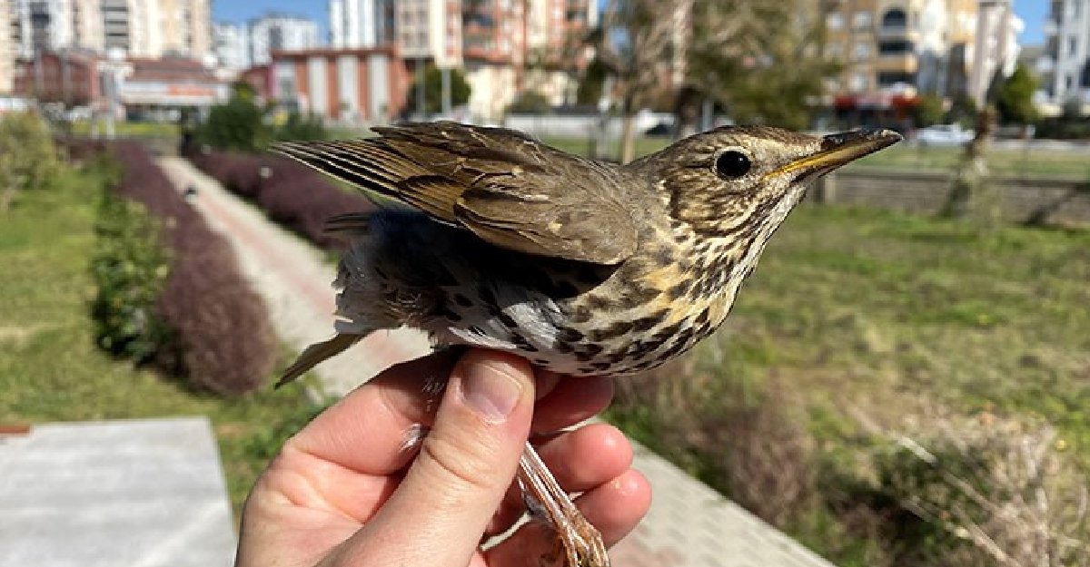 Göçmen kuş ölümlerinin gerçek sebebi açıklandı: Yüzde 87'si insan kaynaklı