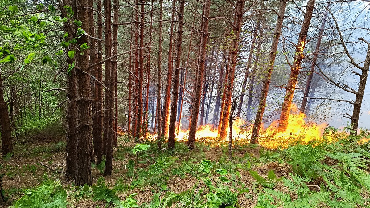Kastamonu'da orman yangını: Müdahale sürüyor