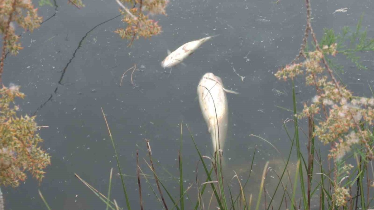 Sit alanında korkutan görüntü İki gündür balıklar patır patır ölüyor