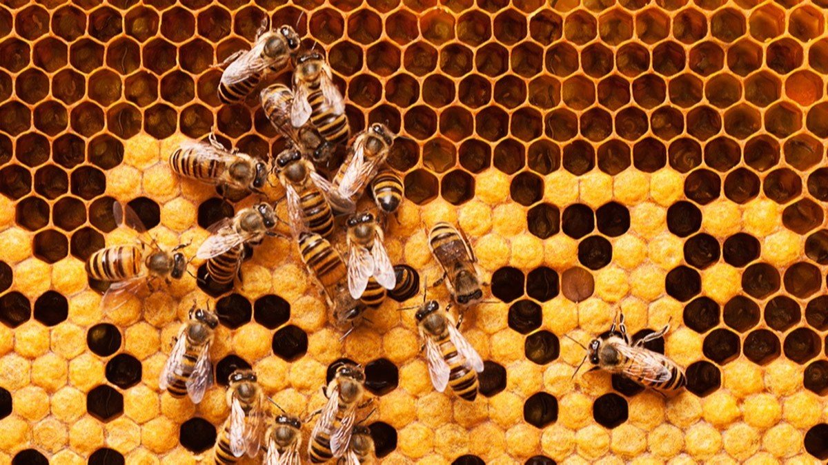 Takviye edici gıdada yeni dönem: Bakanlıktan 'arı ürünleri' kararı