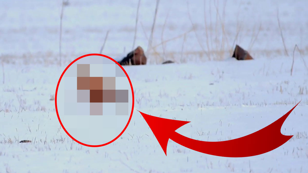 Kar kış dinlemeden kent merkezine kadar geldiler! Çok rahat dolaşıyorlar, anbean görüntülendi