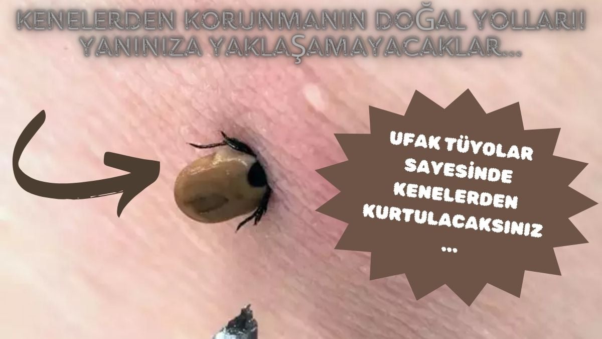 Doğal kene kovucu! Bu koku varsa yaklaşmıyorlar: Ormana, bahçeye ...