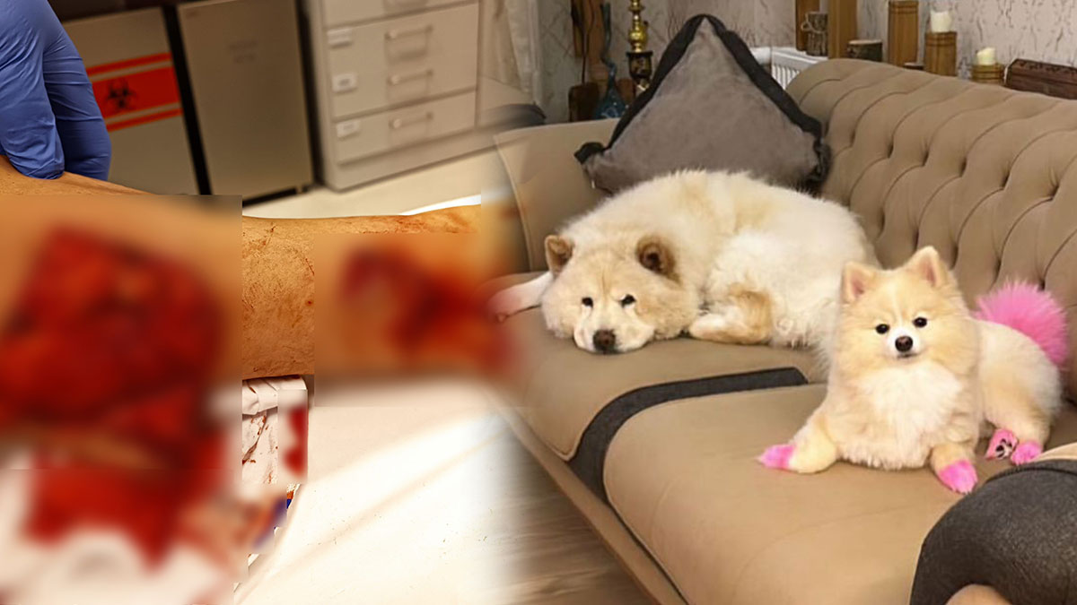 Çin Aslanı, evdeki köpeği kıskandı, sahibinin bacağını parçaladı! Adana'da yaşandı...