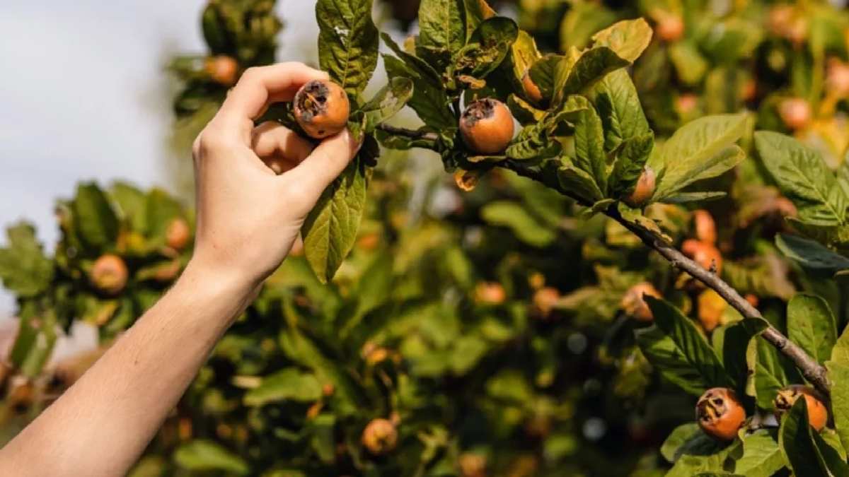 Adında meymenet yok ama şifası dünyada biliniyor! Yeşil toplanıp kahverengisi tüketiliyor! Her bölgeye uyum sağlıyor