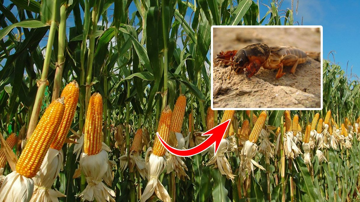 Bahçeye dadanan danaburnu böceğine etkili çözüm! Çiftçiler boşuna uğraşmış: Toprağa dökünce bir daha uğramıyorlar