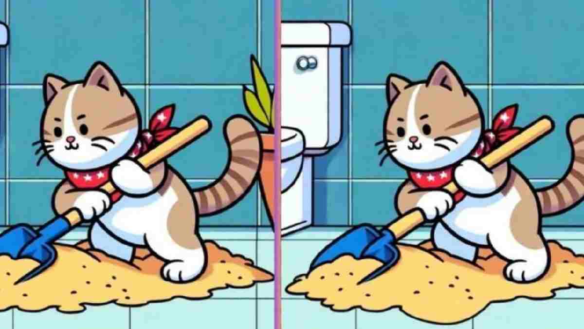 Birebir aynı görünüyorlar ama farklılar! Kum temizleyen kediler arasındaki 3 farkı sadece yüksek IQ’lular 9 saniyede buluyor