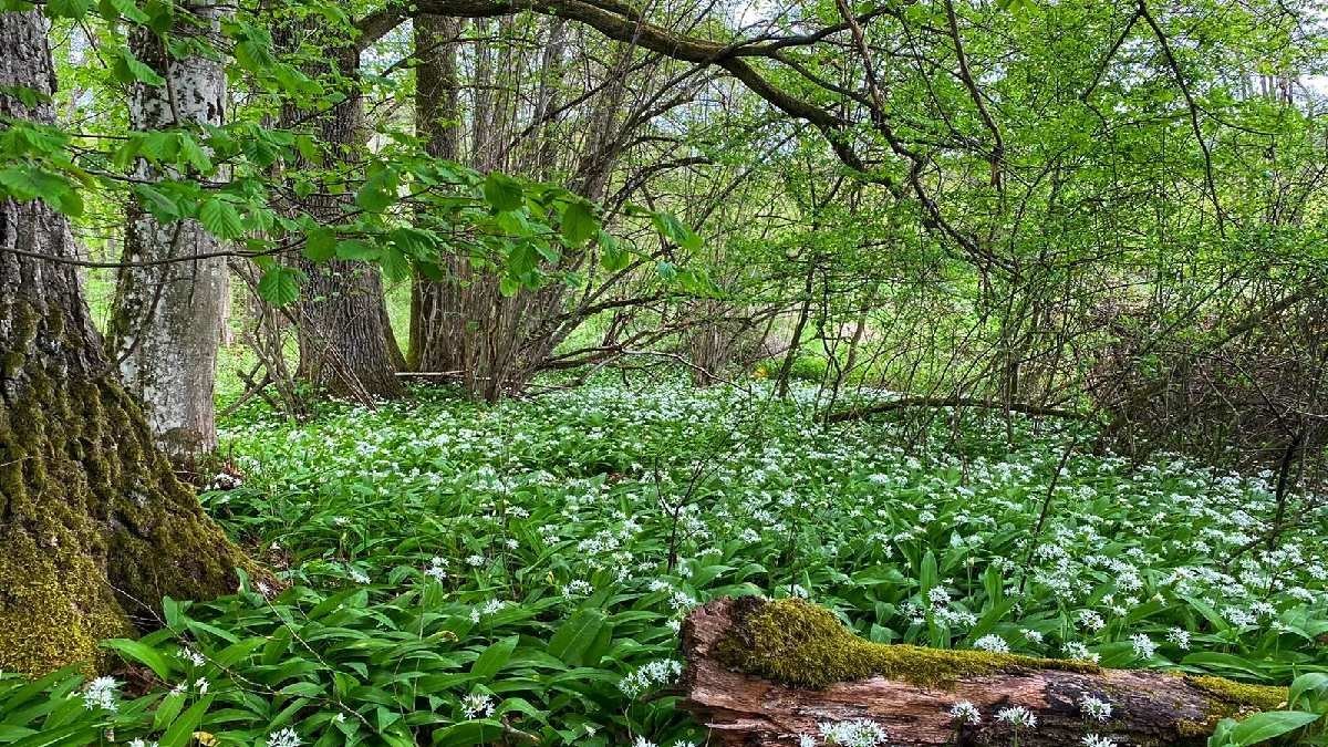 Türkiye’de 2 şehirde yetişiyor, güç bela toplanıyor! Türkiye’de kimse bilmiyor, Ruslar pazarda bulamıyor