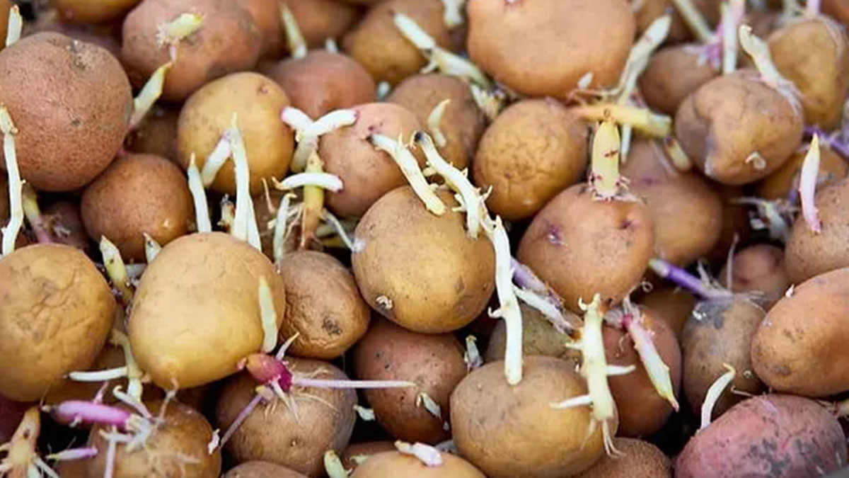 Evde muhafaza ettiğiniz patates böyle görünüyorsa toprağa gömün! Uzmanı uyardı, çöpe atmak yetmez