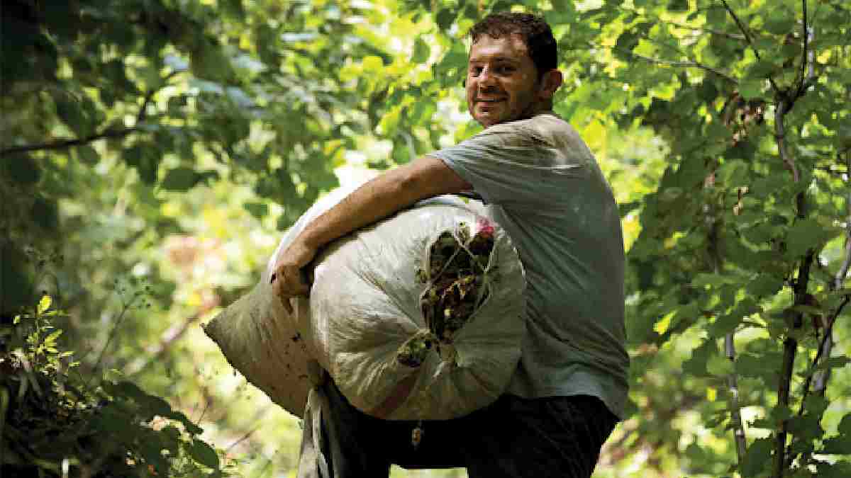Bolu’da özel yetişiyor, lezzetine doyum olmuyor! Üstelik tescilli de: Yetiştiren de satan da köşeyi dönüyor