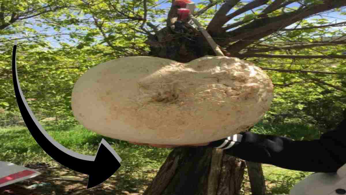 Elazığ'da tarlada bulundu! Önce kaya sandılar, yanına gidince şok oldular... 13 kilo ağırlığında, devasa boyutta