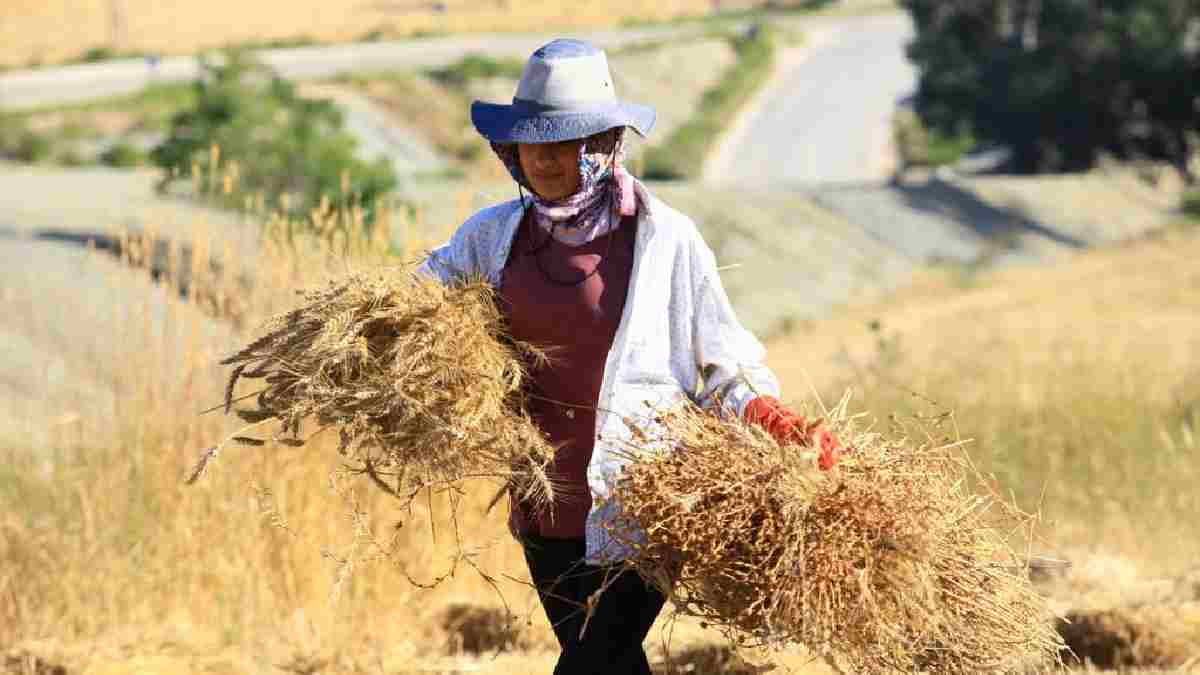 Hatay’da hasat ediliyor, vücudu baştan yeniliyor! Demir, magnezyum, çinko… Aradığınız her şey onda