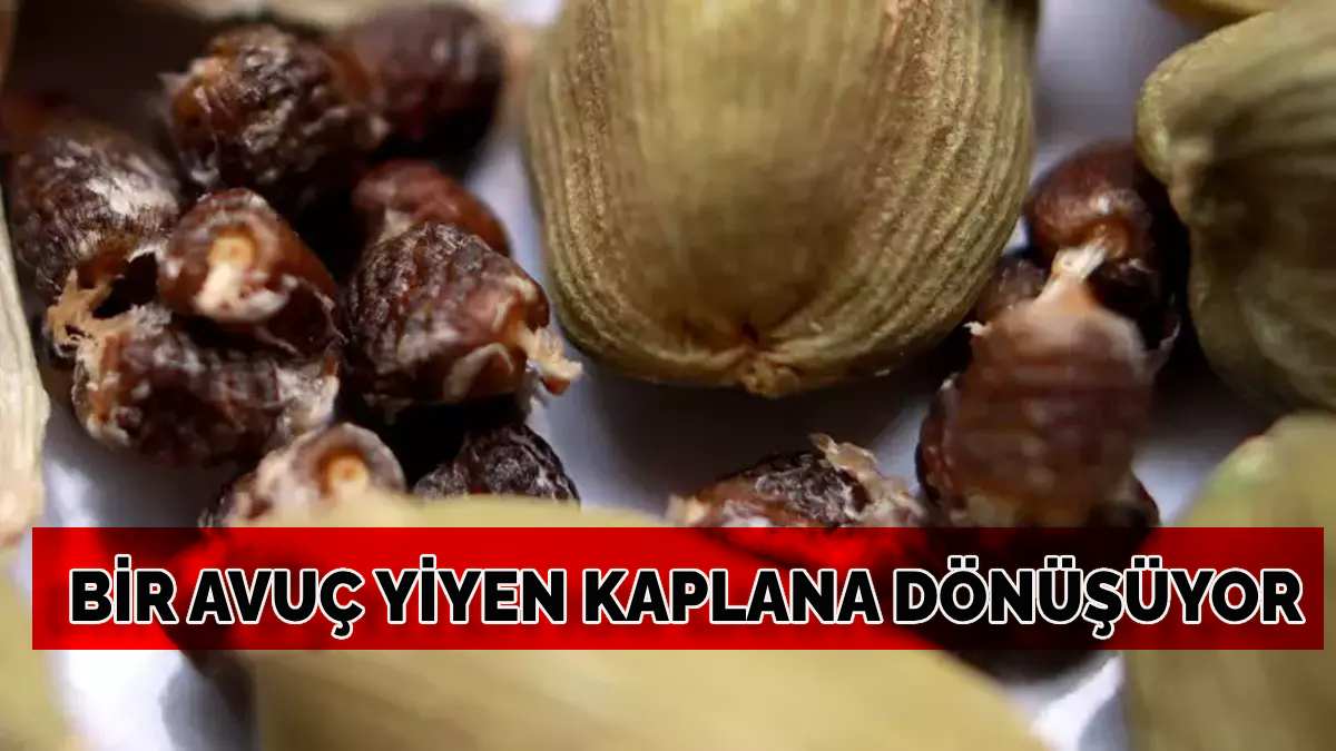Bir avuç yiyen kaplana dönüşüyor! İşte libidoyu kamçılayan besinler... Faydaları saymakla bitmiyor