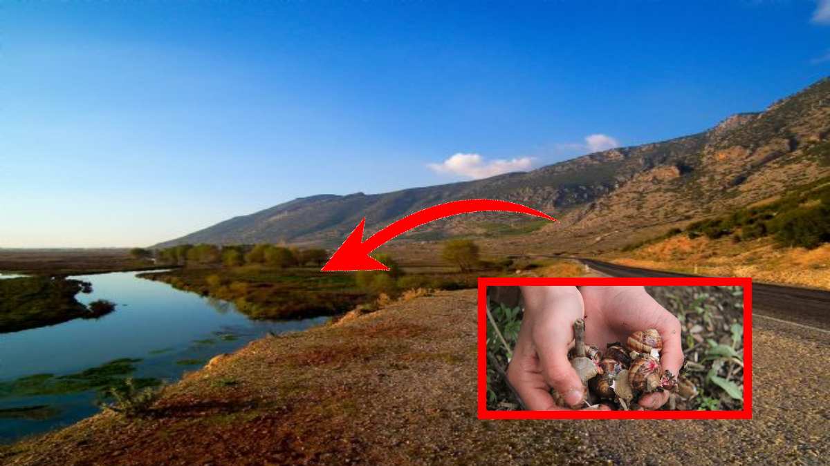 Otu yemek, kökü sakız tohumu kahve oluyor! Doğu ve Güneydoğu Anadolu'da bol miktarda yetişiyor! Aktarlarda yok satıyor