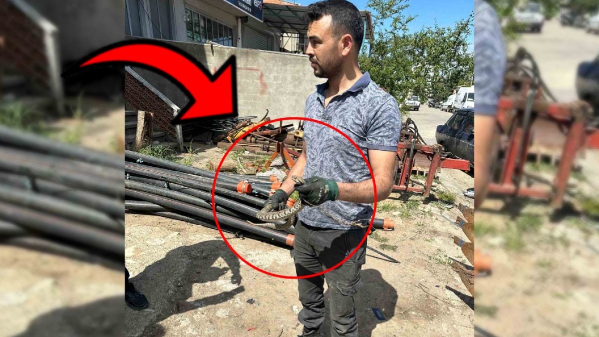 Evinizi barkınızı iyi kapatın, topraktan çıktılar! Bu kez de Çanakkale'de görüldü: Bir ısırığıyla fili bile devirir