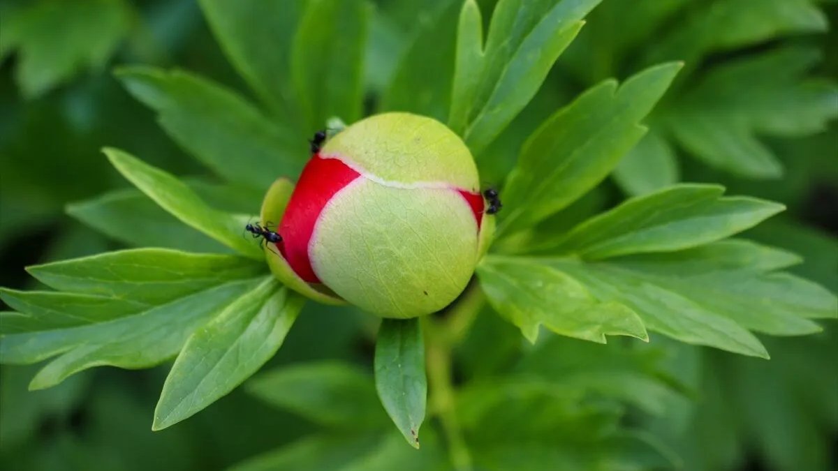 Türkiye'nin en pahalı çiçeği: Koparmanın bedeli 244 bin lira! Sadece o ilimizde yetişiyor