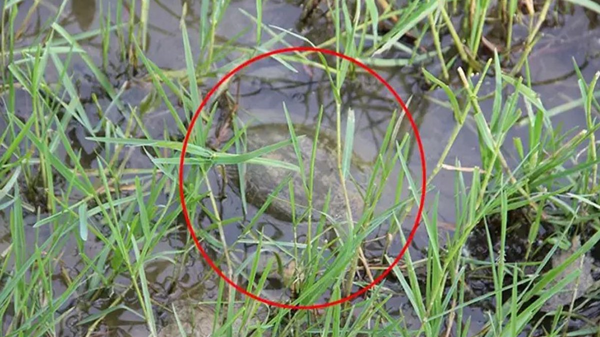 Düzce'de heyecanlandıran görüntü, koruma altına alındı