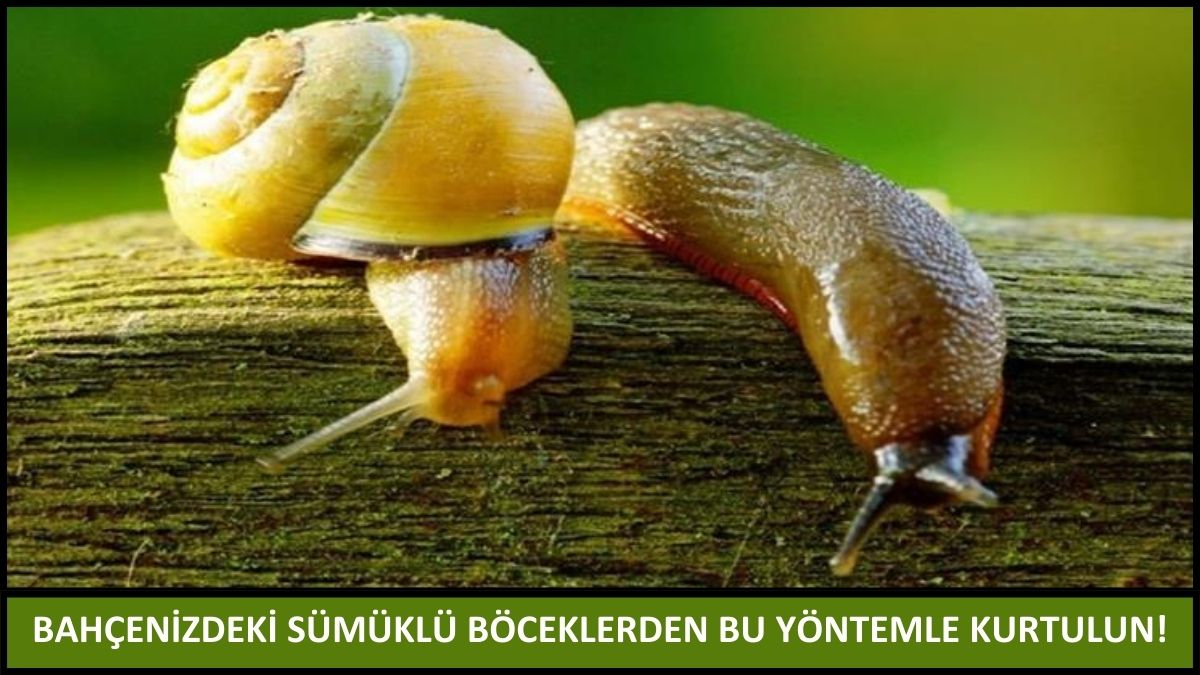 Sümüklü böcekleri bahçeden uzaklaştıran doğal yöntem! Toprağı beslerken sümüklü böcekleri de kovalıyor