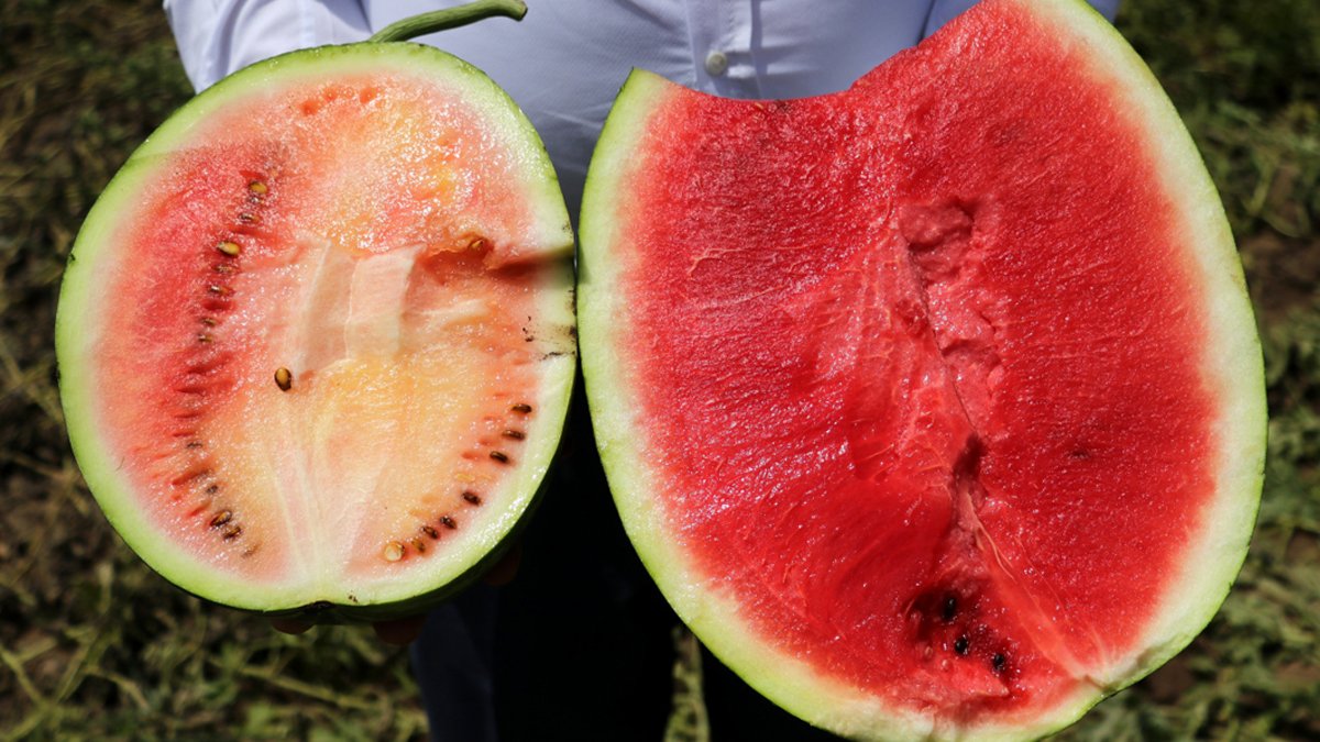 Ayıplı ürün statüsünde yer alıyor: Karpuz kelek çıkarsa 20 bin TL kazanabilirsiniz