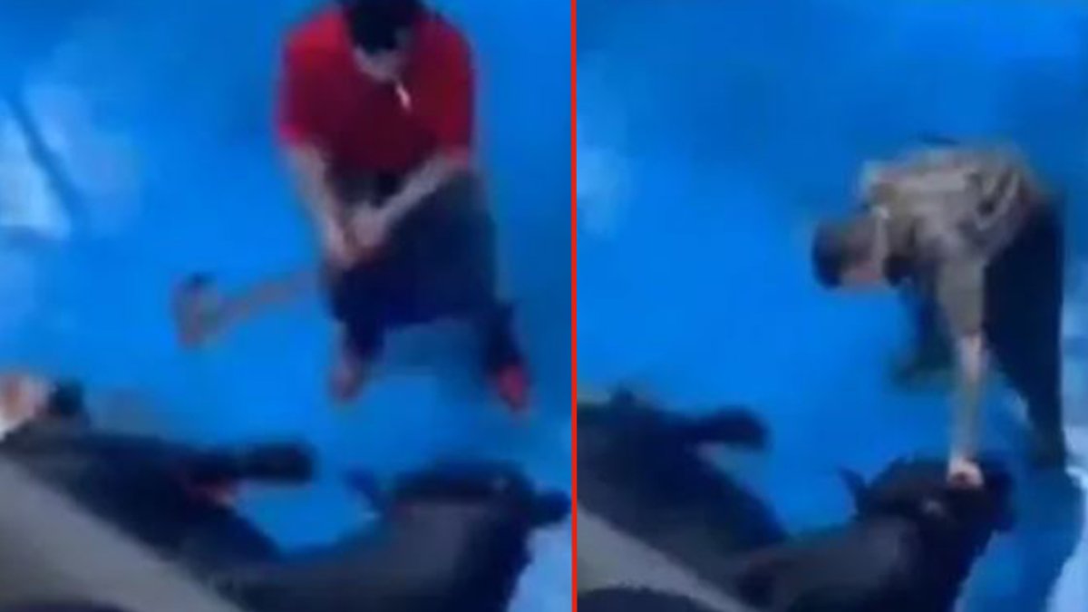 Et entegre tesisinde dehşete düşüren olay! Büyükbaş hayvana eziyete tutuklama