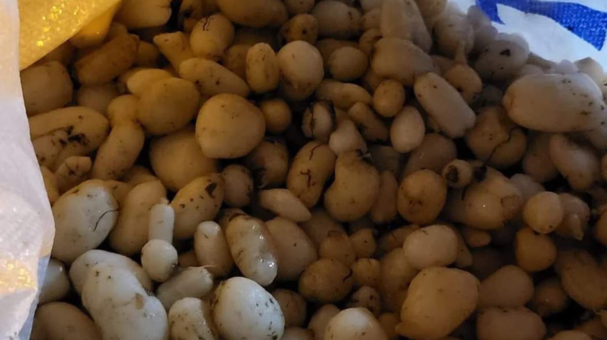 İzinsiz salep soğanı toplayan kişiye ceza yağdı