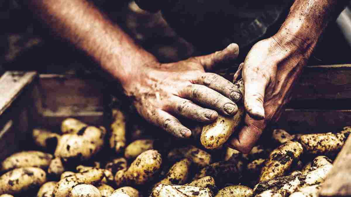 Üretici ter döküyor, kaymağını onlar yiyor! Depoda 2,5 TL, markette 20 TL... Çay ve buğdaydan sonra onlar da isyan etti