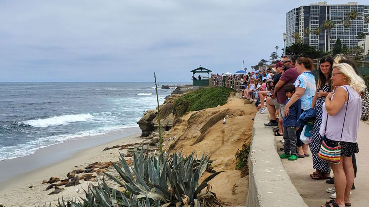 O kentte sahile gidenler gördükleri manzara karşısında şoke oldu! Yüzlercesi kıyıya vurdu, resmi açıklama geldi
